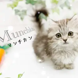 【 マンチカン 】シルバータビーの被毛に包まれた希少な短足マンチカンちゃん！