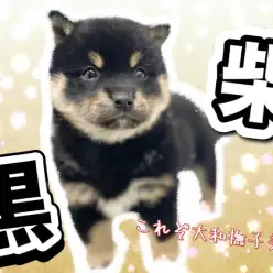 【 柴犬 】上品なブラックボディ！大和撫子美人の黒柴ちゃんが登場