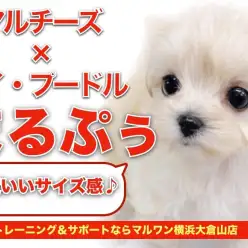 【 MIX 】お子様にも育てやすい丁度いいサイズ感！人気の高いマルプーちゃん！