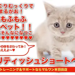 【 ブリティッシュショートヘア 】驚愕の丸顔！クリーミーなずんぐりむっくり登場！