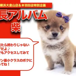 【 豆柴アルバム 】ムチコロボディーに短足！最強プロポーション豆柴の成長記録