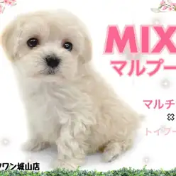 【 MIX 】日本の小型ミックス犬界の揺るがないエース！マルプーちゃん