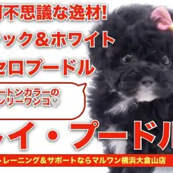【 トイプードル 】摩訶不思議な逸材！！ツートンカラーのオンリーワンコ！