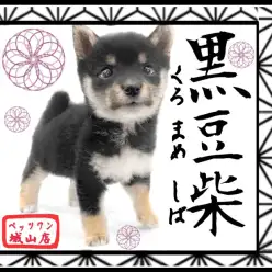 【 豆柴 】至高の可愛さプレミアム黒豆ちゃん
