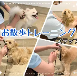 【 お散歩トレーニング 】お散歩デビューに向けて正しいトレーニングを！ステップ1