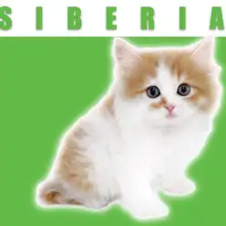 【 サイベリアン 】マルワン横浜鶴見店におっとり貴公子参上！