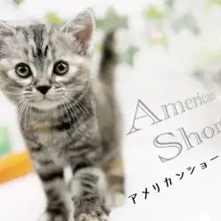 【 アメリカンショートヘア 】パパはチャンピオンキャット！その美しい容姿に釘付け