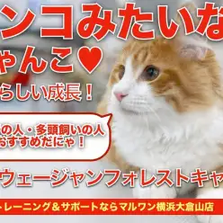 【 ノルウェージャン 】散歩・お手入れ朝飯前！超フレンドリーキャットに成長！