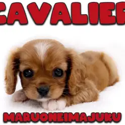 【 キャバリア 】希少なルビー＆ホワイトの白い靴下を履いた美少女が聖地に降臨！