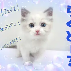 【 ラグドール 】これぞ理想の甘えんぼにゃんこ！むっくりラグがやって来た！