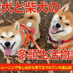 【多頭物語】柴犬＆柴犬との多頭生活をマルワン大倉山店ユーザーに直撃！