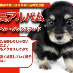 【 ダックスちゃんの成長アルバム 】元気いっぱい天真爛漫なダックスちゃんの成長記！