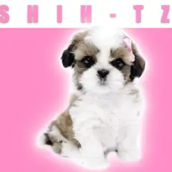 【 シーズー 】元気で人懐こい女の子！癒やしを求めるならこの子で決まり！