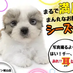 【 シーズー 】まるで満月！まん丸なお顔のシーズーちゃん