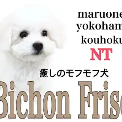【 ビションフリーゼ 】魅力はじける真っ白ふわモコガール