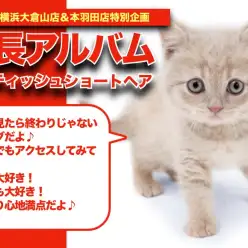 【 ブリティッシュ成長アルバム 】超絶まる顔！短毛フカフカのブリちゃんの成長記