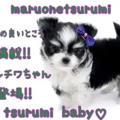 【 MIX・マルチワ 】両親のいい所が満載。マルチワちゃん登場！！