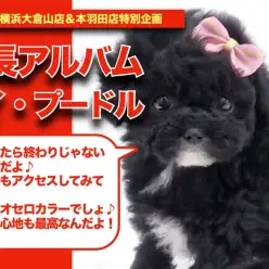 【 プーちゃんの成長アルバム 】唯一無二！オセロトイプードルちゃんの成長記！！