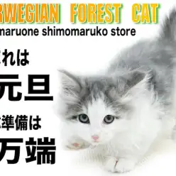 【 ノルウェージャン 】綺麗なルックスと遊び好きで甘えん坊な性格は反則級の可愛さ