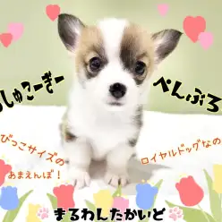 【 ウェルシュコーギーペンブローク 】歴代史上最小！のほほんフェイスのんびり屋！