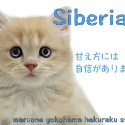 【 サイベリアン 】神奈川イチの甘えん坊！？ゴロゴロが止まらない！