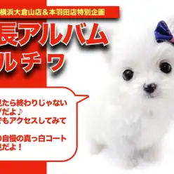 【 MIXマルチワアルバム 】つぶらな瞳がかわいいマルチワちゃん成長記