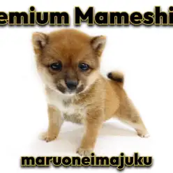 【 豆柴 】生後2ヶ月体重846g!お留守番もできる初心者必見の女の子!