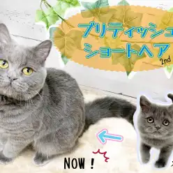 【 ブリティッシュショートヘア 】ハーフバースデー！ブリテッシュちゃんの現在の姿