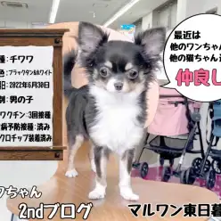 【 チワワ 】益々いい子で素敵な子になったチワワちゃん2ndブログ