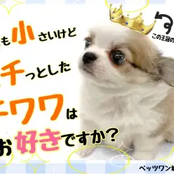 【 チワワ 】小さいけど丸っこい！プロが認める激カワチワワ