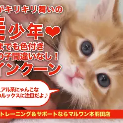 【 メインクーン 】ビジュアル系にゃんこ代表の美少年登場！