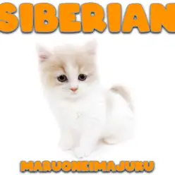 【 サイベリアン 】希少カラーのレアニャンコ！人馴れバッチリな甘えん坊登場！