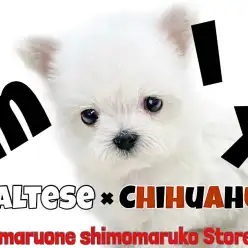 【 MIX 】マルチーズとチワワの小さめ両親を持つ、個性豊かな短足二頭身MIX！