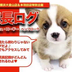 【 コーギーちゃんの成長アルバム 】マルワン横浜大倉山店の愛すべき短足の成長記