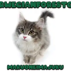 【 ノルウェージャン 】お留守番も当日のお迎えもOK！生後5ヶ月の甘えん坊男子