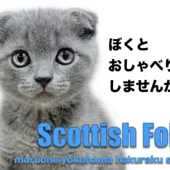 【 スコティッシュフォールド 】おしゃべり大好き！神秘的な雰囲気漂う希少カラー