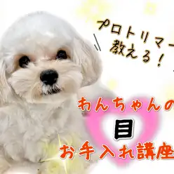 【 元町トリミング 】愛犬の目元、清潔ですか？お手入れはこれでバッチリ！