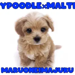 【 MIX 】生後60日で557g！トイプードルとマルチーズの最強手乗りマルプー