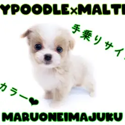 【 MIX 】生後60日体重648g！奇跡のレアカラーを纏ったスペシャルマルプー！