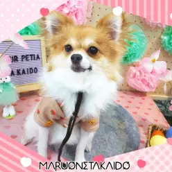 【 ぽめちわ 】我が推しぽめち！誰とでも仲良く遊べるおりこうさんに成長中！