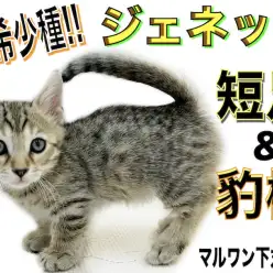 【 ジェネッタ 】超希少種！短足とヒョウ柄が特徴的なワイルドで甘えん坊なネコ！