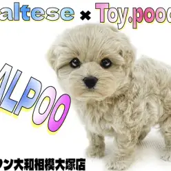 【 MIX 】ミルクティーの様なカラー！丸いシルエットのドワーフ体型なマルプー