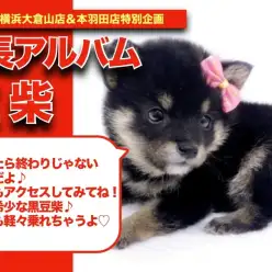 【 豆柴ちゃんの成長アルバム 】柴犬王国にやってきた希少な黒豆柴ちゃんの成長記！！