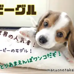 【 ビーグル 】全世界の人気者！おっとりあまえんぼワンコ！