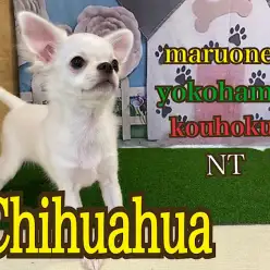 【 チワワ 】可愛いさ満点！元気なチワワくん4ヶ月の今