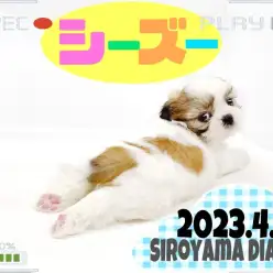 【 シーズー 】とってもマイペースなシーズーちゃんの写真撮影