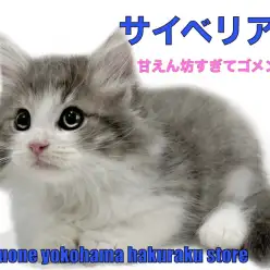 【 サイベリアン 】抱っこ大好き！甘えん坊すぎるわんこのようなにゃんこ降臨