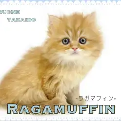 【 ラガマフィン 】輝かしい被毛を纏ったのんびり甘えん坊な男の子