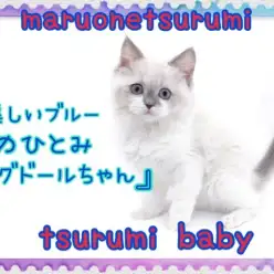 【 ラグドール 】美しいブルーの瞳！性格も見た目も全てが可愛い！