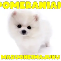 【 ポメラニアン 】究極の小さめ白たぬきポメが降臨！ポメスマイルは最高の癒し！